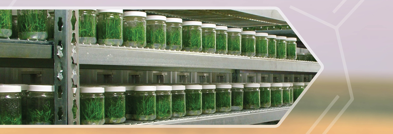 Vitroflora - Plant Tissue Culture Specialist